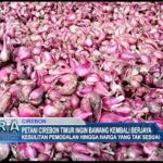Petani Cirebon Timur Ingin Bawang Kembali Berjaya