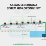 NFT Hidroponik, Sistem Tanam Tanpa Tanah dengan Teknologi NFT untuk Hasil Panen yang Lebih Optimal