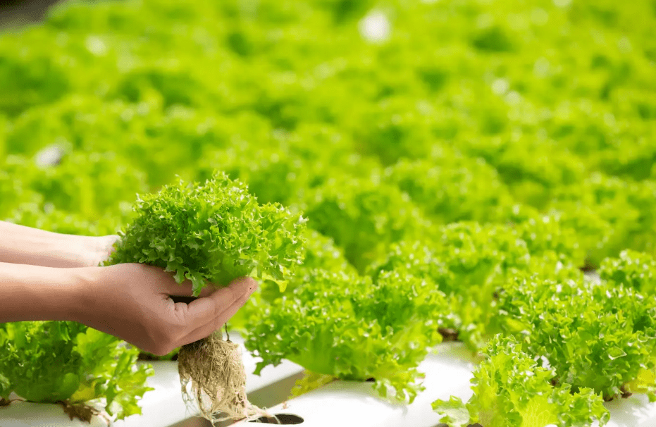 Tanaman Hidroponik: Inovasi Pertanian Modern untuk Meningkatkan Produksi Tanaman