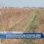 Kekeringan Mengancam Sejumlah Petani Di Kab. Cirebon