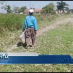 Kekeringan Melanda Lahan Pertanian Di Jagapura Kidul 