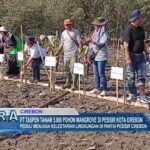 PT Taspen Tanam 5.000 Pohon Mangrove Di Pesisir Kota Cirebon
