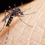 Waspadalah Penyakit DBD Merajarela,Ini Dia Teknologi Nyamuk Aedes aegypti ber wolbachia Menyengat Kulit Kita Semua !