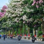Ini Nih! Lokasi Negeri Sakura yang Bermekaran di Magelang Indonesia