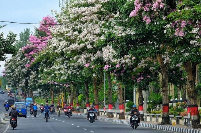 Ini Nih! Lokasi Negeri Sakura yang Bermekaran di Magelang Indonesia