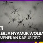 Nyamuk Wolbachia Strategi Inovatif dalam Pengendalian Penyakit