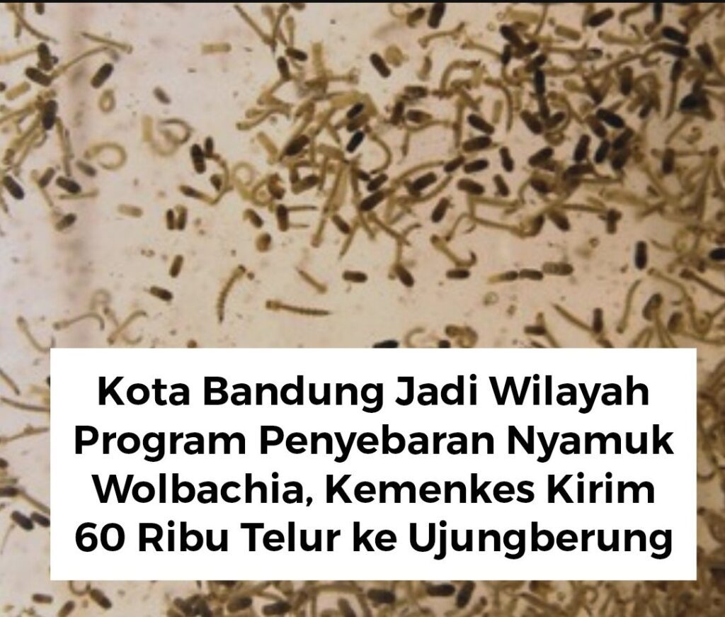 Kota Bandung Jadi Wilayah Program Penyebaran Nyamuk Wolbachia, Kemenkes Kirim 60 Ribu Nyamuk Wolbachia untuk Upaya Pengendalian Demam Berdarah
