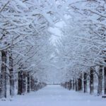 Ilustrasi Musim Salju/WeXpats