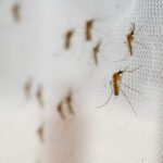 Ketahui Penyebab Banyak Nyamuk di Rumah Saat Musim Hujan, Jangan Sampai Terjadi di Rumahmu!