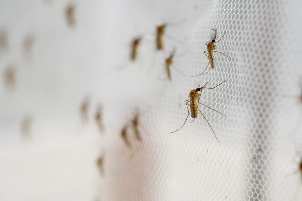 Ketahui Penyebab Banyak Nyamuk di Rumah Saat Musim Hujan, Jangan Sampai Terjadi di Rumahmu!