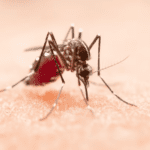 Katakan No pada Nyamuk! Berikut, Cara Mencegah Gigitan Nyamuk Saat Musim Hujan