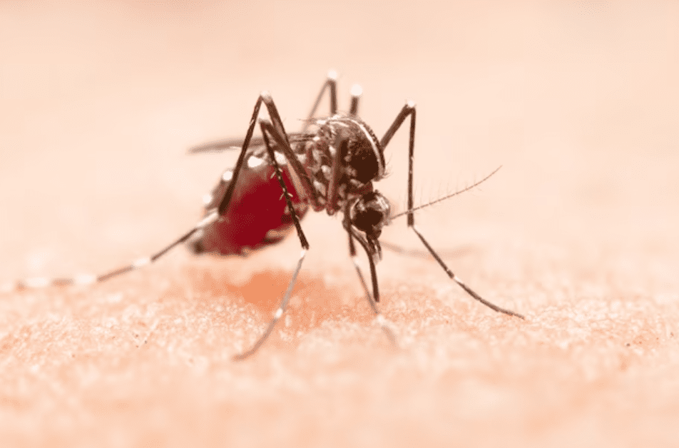 Katakan No pada Nyamuk! Berikut, Cara Mencegah Gigitan Nyamuk Saat Musim Hujan