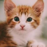 CATLOVERS Wajib Tahu! Inilah Fakta Unik Kucing Yang Tidak Banyak di Ketahui Banyak Orang