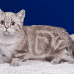 Unik dan Menggemaskan! Inilah Fakta Menarik Seputar Kucing Munchkin