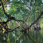 mangrove riau
