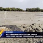 Potensi Mangrove Desa Ender 