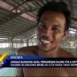 Unggas Blengong Hasil Perkawinan Silang Itik & Entok