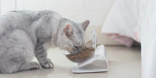 Tips Pola Makan Sehat untuk Kucing Menjaga Kesehatan dan Kesejahteraan Feline Anda