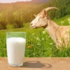 Manpaat susu murni bagi kesehatan yakni bisa mengurangi risiko untuk terkena kerapuhan tulang (osteoporosis) !