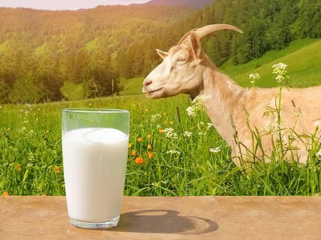 Manpaat susu murni bagi kesehatan yakni bisa mengurangi risiko untuk terkena kerapuhan tulang (osteoporosis) !