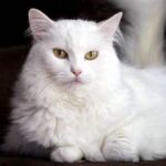 Peringatan bagi yang belum "kucing persia" ini dia karakteristik "kucing persia" dan tips merawatnya !
