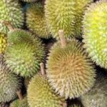 Hati-hati, Kalau Kebanyakan Makan Bisa Bikin Mabuk! Simak Cara Mengatasi Mabuk Durian