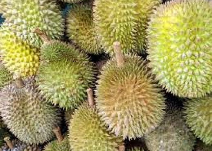 Hati-hati, Kalau Kebanyakan Makan Bisa Bikin Mabuk! Simak Cara Mengatasi Mabuk Durian