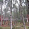 Nikmatnya Mengisi Hari Libur di Kampung Ciherang Sumedang Dengan Sensasi Pohon Pinus yang Ciamik!