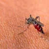 Berhati-hatilah ini Tanda-tanda dari Penyakit Demam Berdarah Dengue (DBD), Berikut Cara Mencegahnya