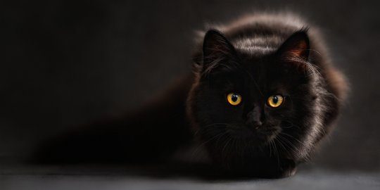 Misteri dan Keunikan Ras Kucing Hitam: Mitos dan Fakta