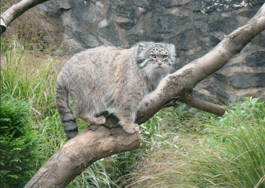 Seberapa Agresif Kucing Pallas? Yuk Mari Kita Cari Tahu Fakta Kucing Pallas, Pernah Dianggap Leluhur Kucing Persia