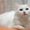 Mengenal Fakta Menarik Tentang RAS Kucing Anggora