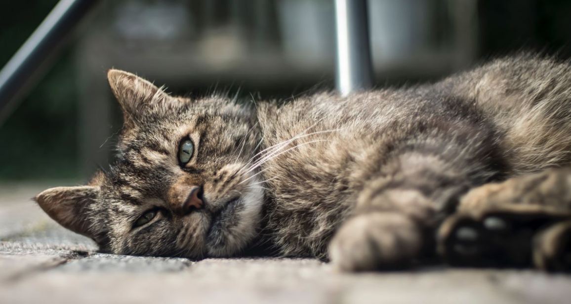 Alasan Jarang Menemukan atau Melihat Bangkai Kucing