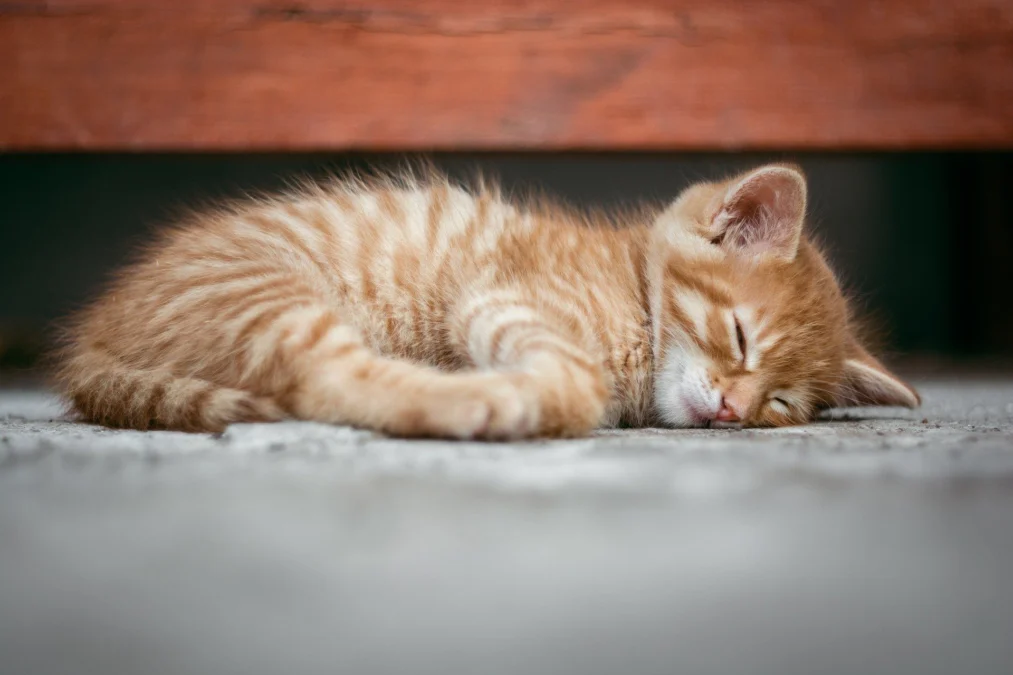 Mengapa Kucing Banyak Tidur dan Berapa Lama Waktu Tidurnya? Berikut Penjelasannya