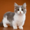 Menyingkap Fakta Mengenai Kucing Munchkin : Kucing Menggemaskan dengan Kakinya yang Pendek