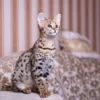 Ini Dia! 10 Jenis Kucing Termahal di Dunia