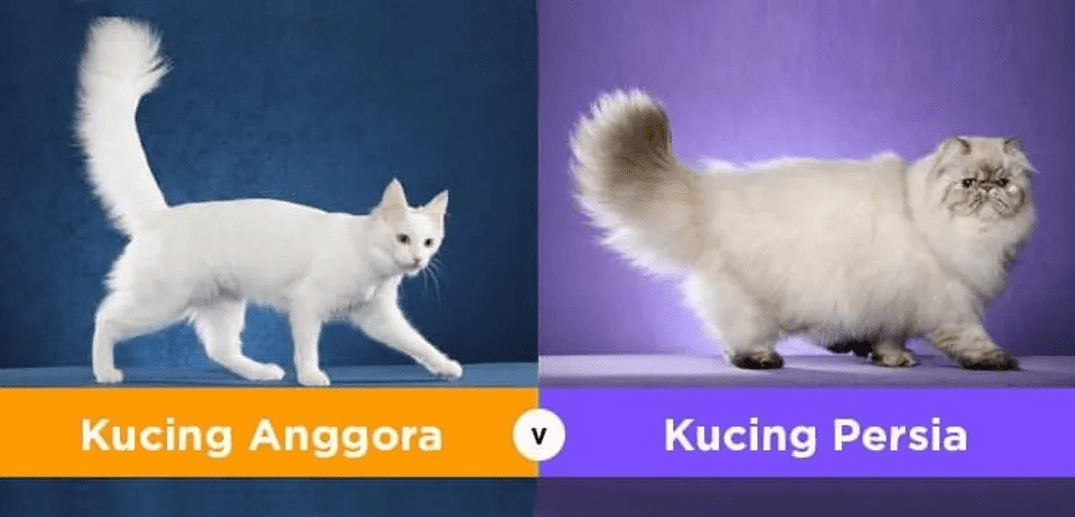 Kucing Kamu Anggora atau Persia? Kenalin Perbedaan Kucing Anggora dan Persia, Kenali Ciri-Cirinya