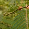 rekomendasi bibit pohon cocok ditanam di lahan tropis