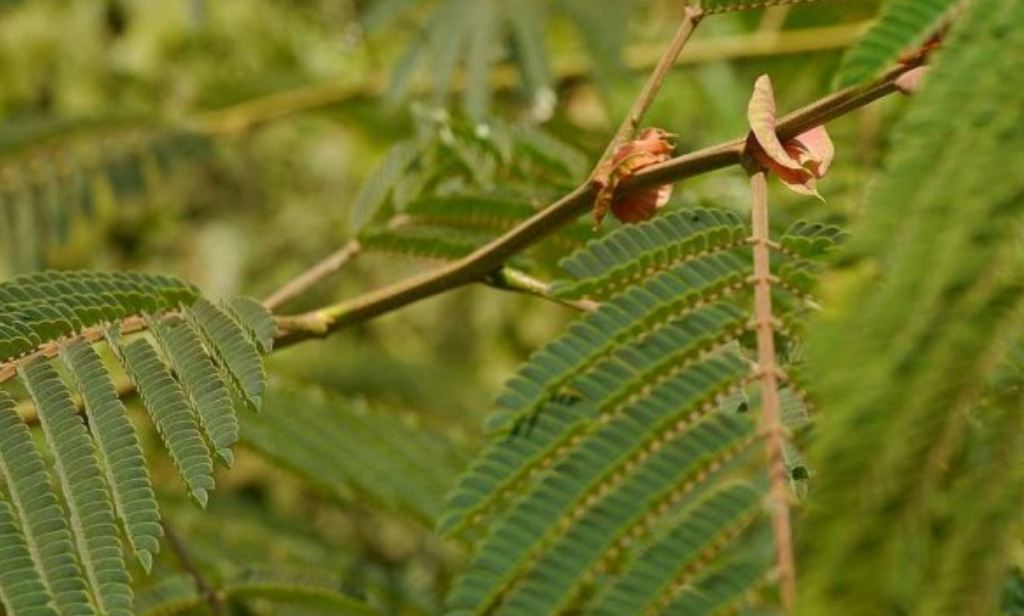 rekomendasi bibit pohon cocok ditanam di lahan tropis
