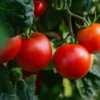 Suka Bingung Gak Sih, Tomat Itu Termasuk Buah atau Sayur? Coba Cari Tahu Jawabannya Disini
