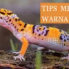 tips merawat warna gecko