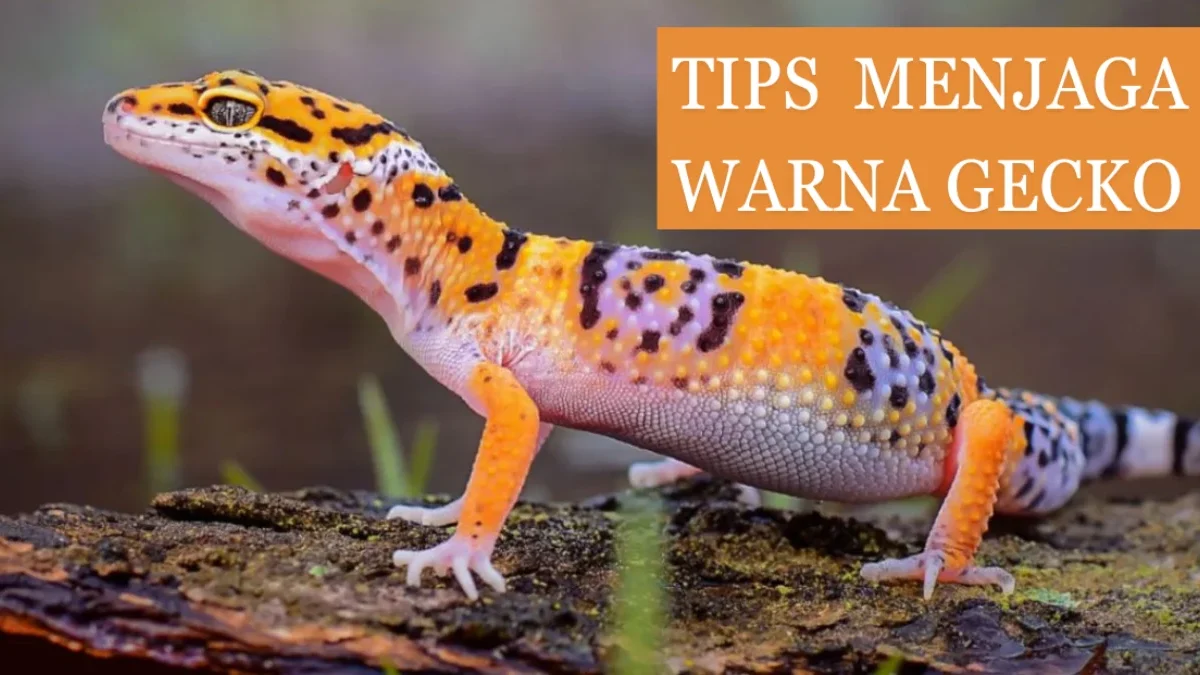 tips merawat warna gecko