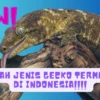 gecko termahal di indonesia