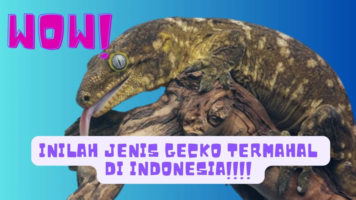 gecko termahal di indonesia