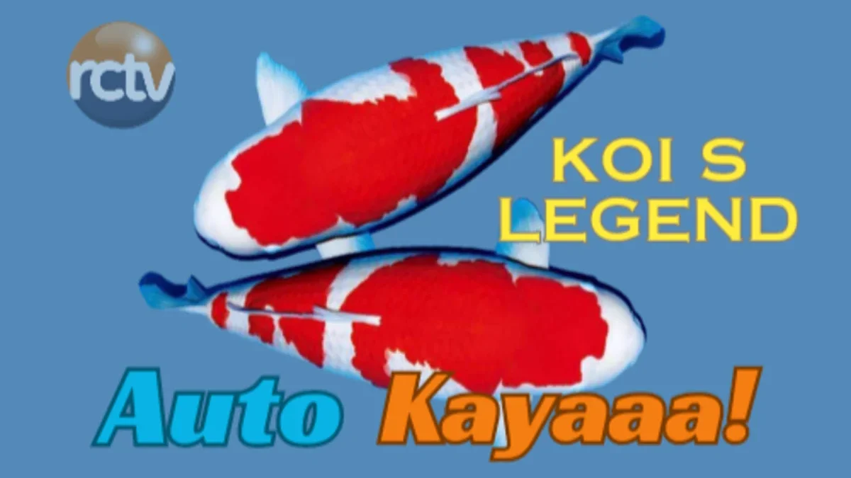 Koi S Legend