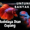 Budidaya Ikan cupang