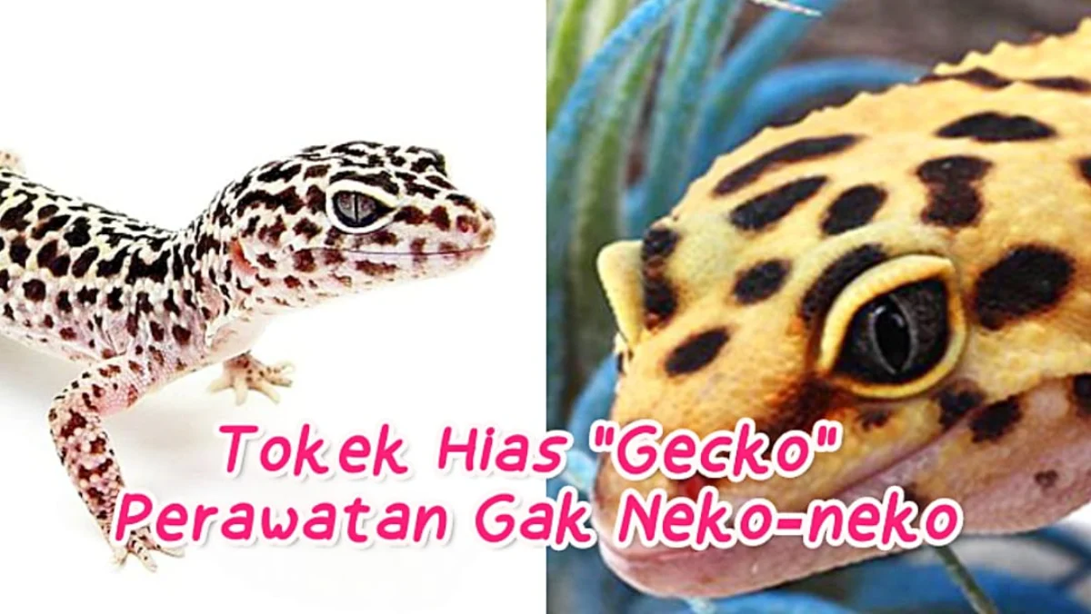 Gecko si Tokek Hias