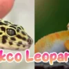Gecko Leopard, reptil dengan perawatan mudah dan murah