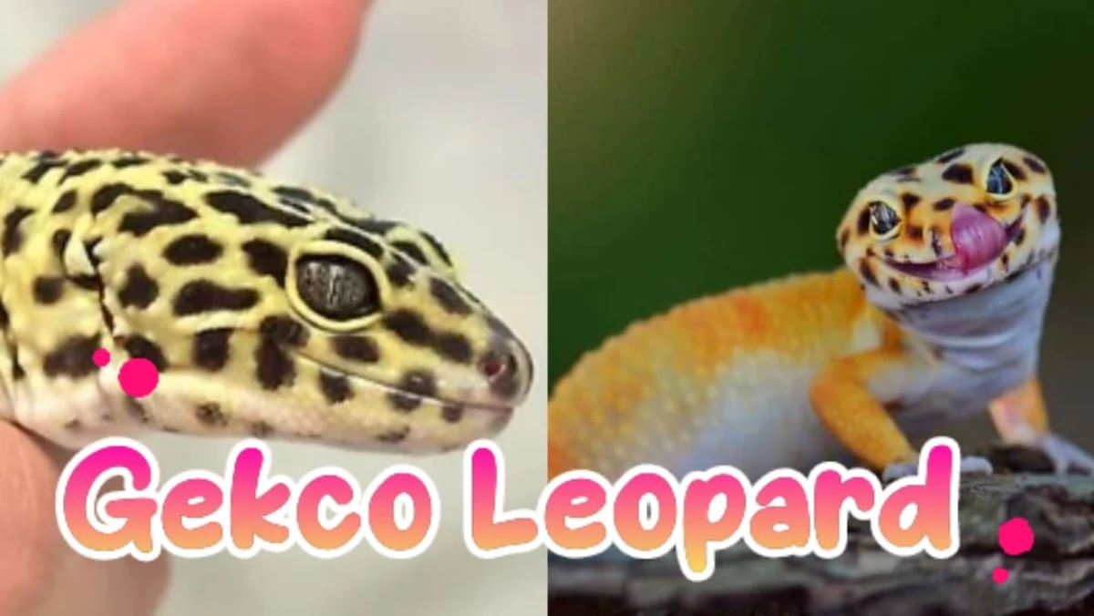 Gecko Leopard, reptil dengan perawatan mudah dan murah