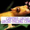 mengenal crested gecko: gecko tercantik dan unik